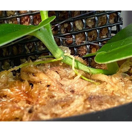 Rhaphidophora sp. "Kayulapis" Kalimantan barat [TB]