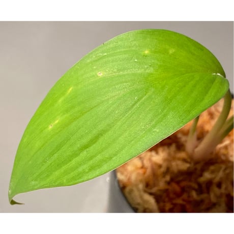 Homalomena sp. from Kuala Balah [TK270316] ②