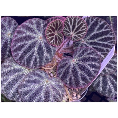 Begonia ningmingensis var. bella