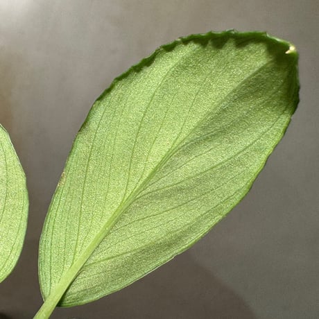 Homalomena sp. "Silver Emerald" from Riau [KN]
