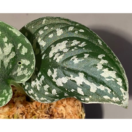 Scindapsus pictus "Padang" from Sumatra barat [TB]