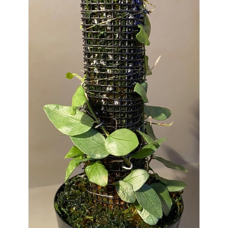 Ficus sp. from Murung raya [LA0515-05]