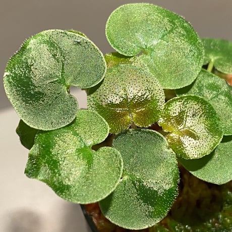Geophila repens from Iquitos Peru [tanakay]