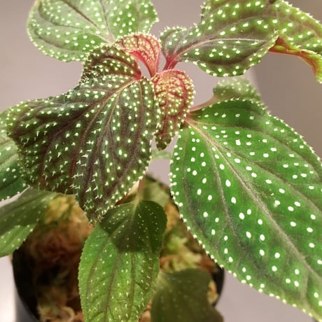 Sonerila sp. from Sabah Malaysia [RIO]