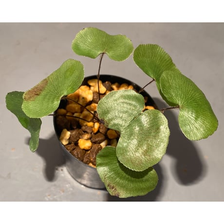 Adiantum reniforme