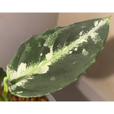 Aglaonema pictum "Gigant" from Padang [AZ0914-1b]