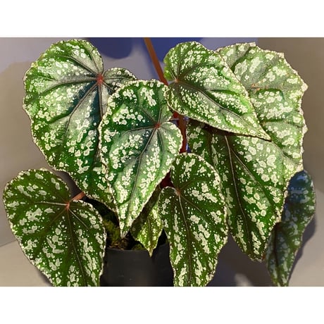 Begonia handelii var. prostrata from Viet Nam