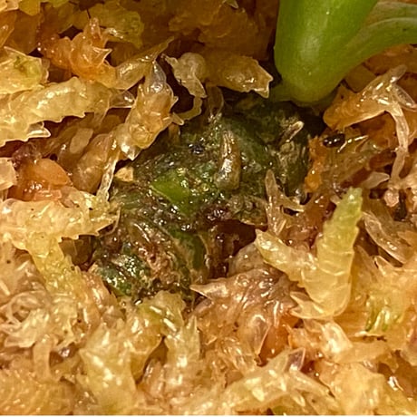 Schismatoglottis sp. from Bau Sarawak