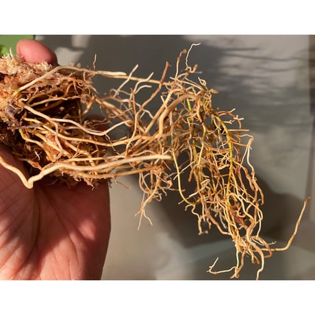 (大株) Homalomena sp. "Aceh selatan" Aceh Sumatra [TB]