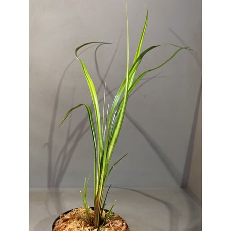 Mapania sp. from "Nanga pinoh" Melawi Kalimantan barat [TB] ①