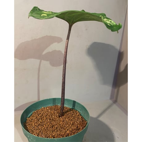 Ulearum donburnsii