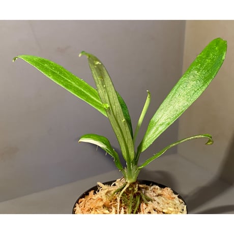 Schismatoglottis sp. "初霜錦" from Murung raya [LA0515-05]