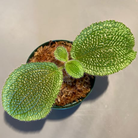 Phyllagathis sp. from Dong Nai province south Vietnam