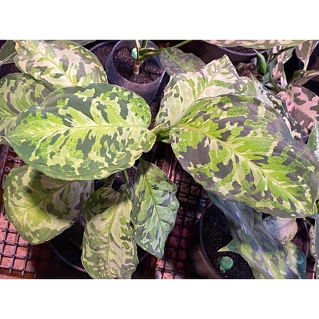 Aglaonema pictum CW1302 モザイク "Sumatra barat" [TB]