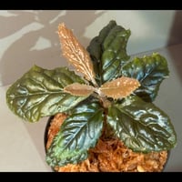 Ardisia sp. from Bengkulu [LA0315-1]