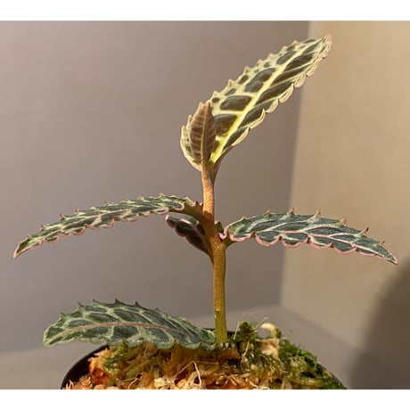 Emblemantha urnulata (Labisia sp.) from Riau sumatera [LA0815-01]