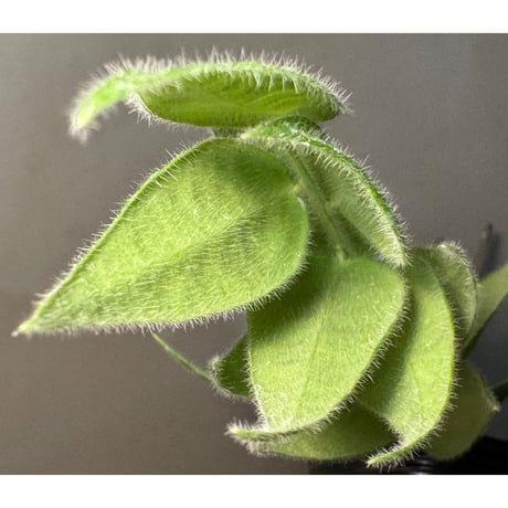 Ceratostema loucianae