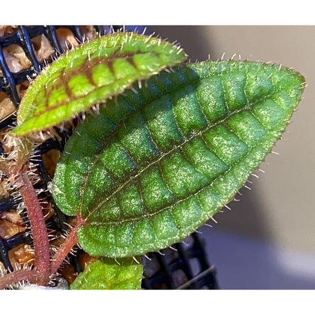 Phyllagathis sp. from Riau sumatera [LA1119-02]