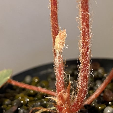Begonia sp. f1 from Sumatera [NT ORCHID]