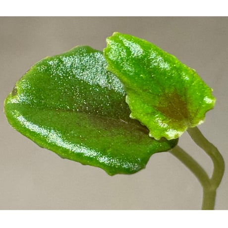 Peperomia sp. "Black leaf"