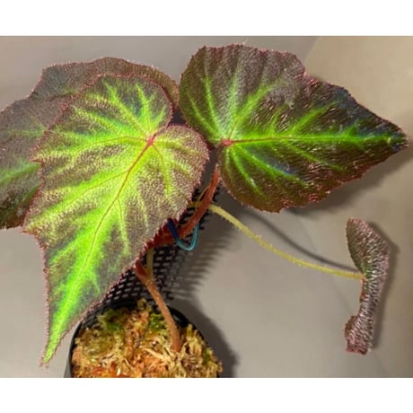 Begonia sp. from Sumatera Utara [HW0816-01]