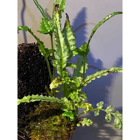 Bolbitis sp. from Siberut [LA]