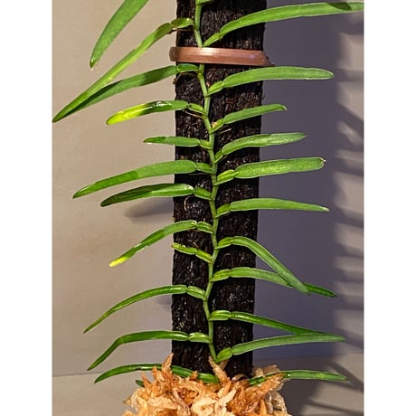 (大株) Epipremnum sp. from Trat Thailand ①