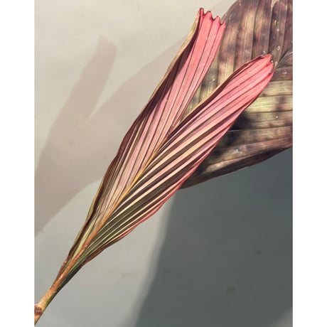 Pinanga veitchii from Sanggau West Kalimantan