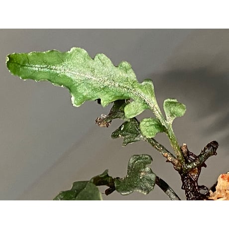 Bolbitis sinuosa from Philippines