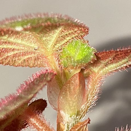 Begonia sp. from Manaus