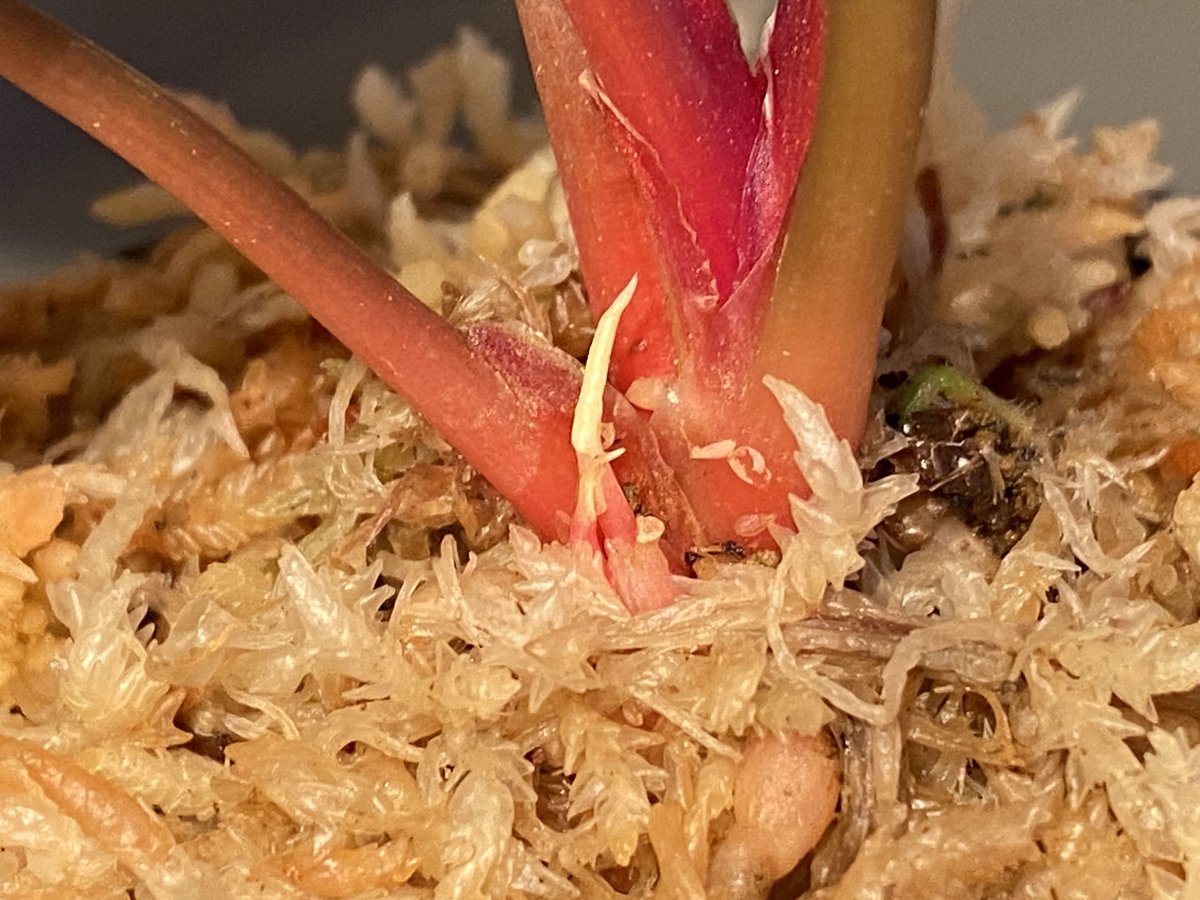 Homalomena sp. from Sekadau [LA] | M・R・G・R