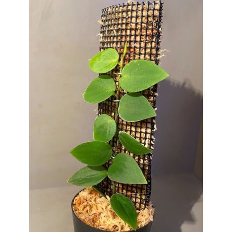 Philodendron sp. from Iquitos Peru [tanakay]