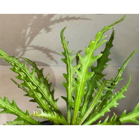 Labisia sp. from Jambi sumatera