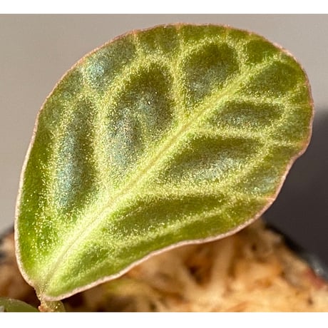 Ardisia sp. "Turtle Back" from Borneo