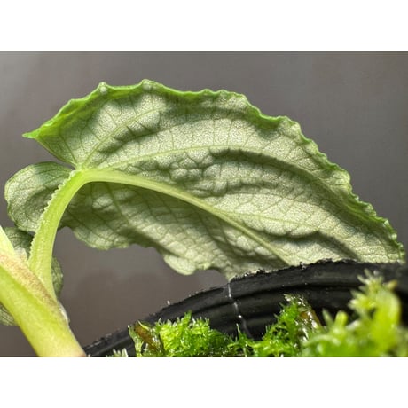Schismatoglottis puberulipes