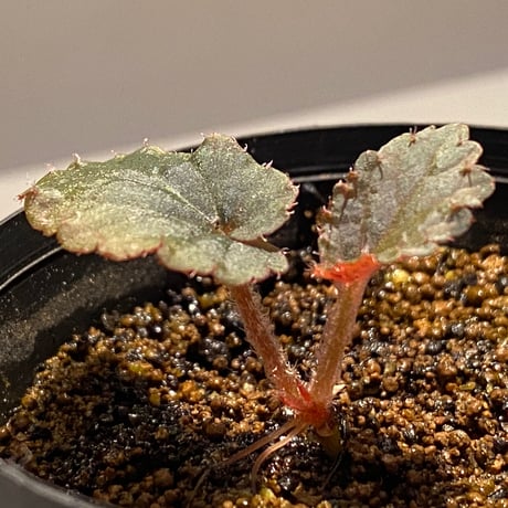 Begonia sp. from Bac Kan [YH1117] TK