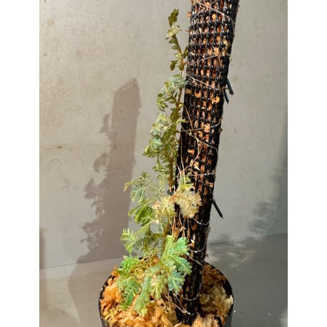 Selaginella willdenowii