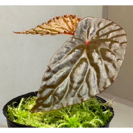 Begonia sp. from North Sumatera
