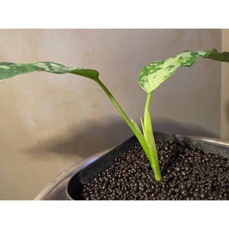 Aglaonema pictum from Aceh Sumatra [T-020219-b-1]
