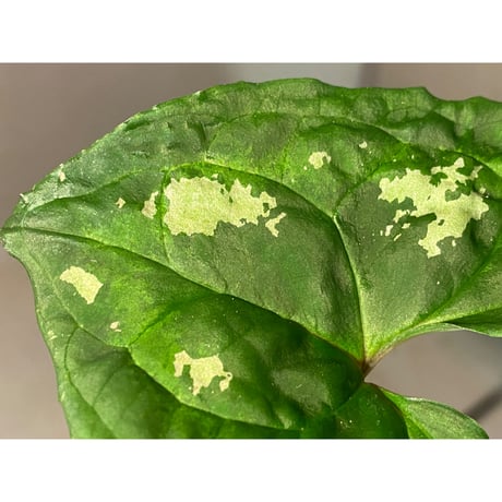 Ulearum donburnsii