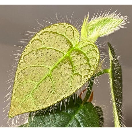 Ficus sp. from Selangor