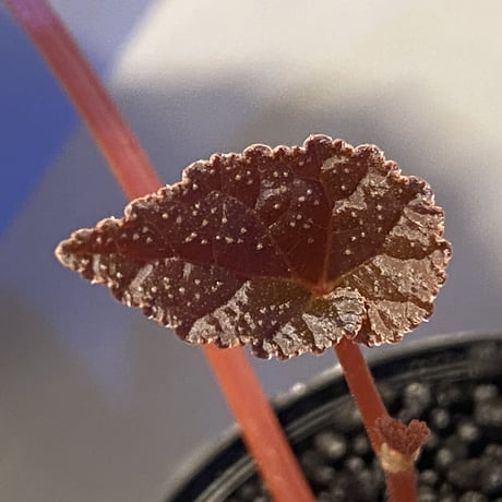 Begonia integrifolia from Satun Thailand