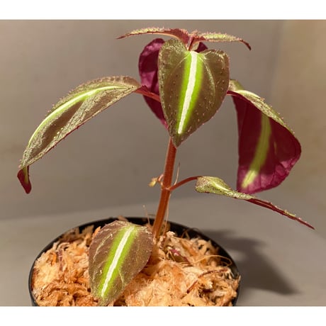 Sonerila pulchella