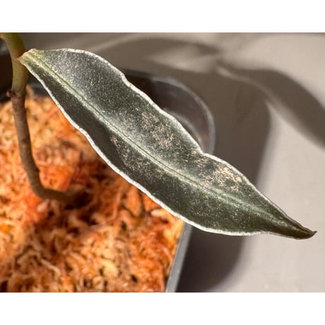 Labisia sp. from Landak West Kalimantan