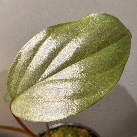 Homalomena sp. "Light Blue Silver" from Kepulauan Riau