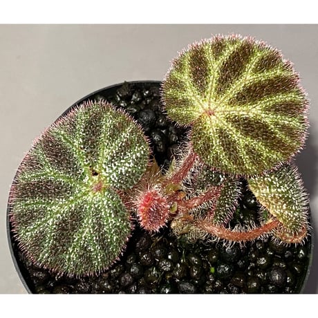 Begonia ningmingensis var. bella