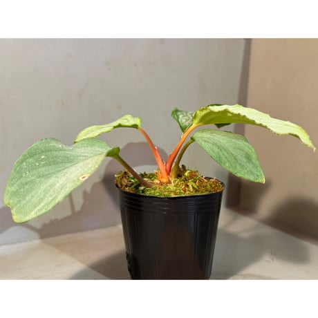 Homalomena "鯖×月" [LA-hyb.22-04]