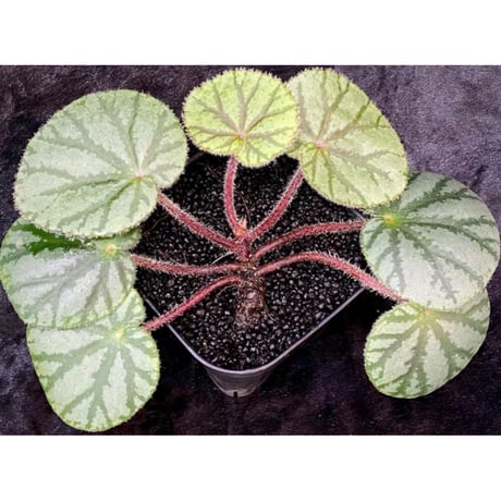 Begonia austroguangxiensis