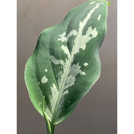 Aglaonema pictum from Tigalingga [GT1803]