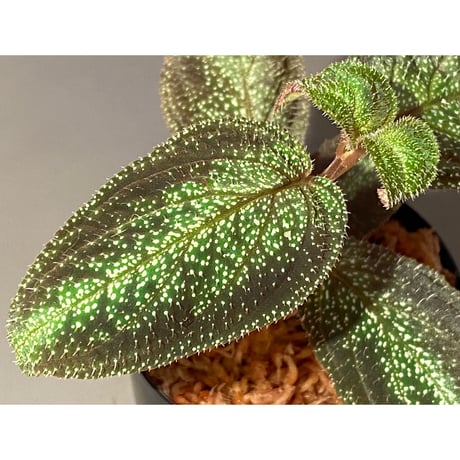 Sonerila sp. from Phitsanulok